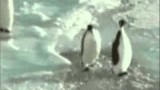Pingwin- klepanie po plecach