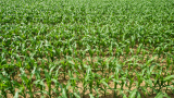 Kukurydza na ziarno – na jakie cechy przy wyborze odmiany oraz siewie kukurydzy warto zwrócić uwagę?